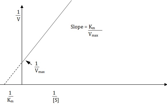 linear burk plot of the reciprocals of velocity and substrate cncentration for determining km and vmax